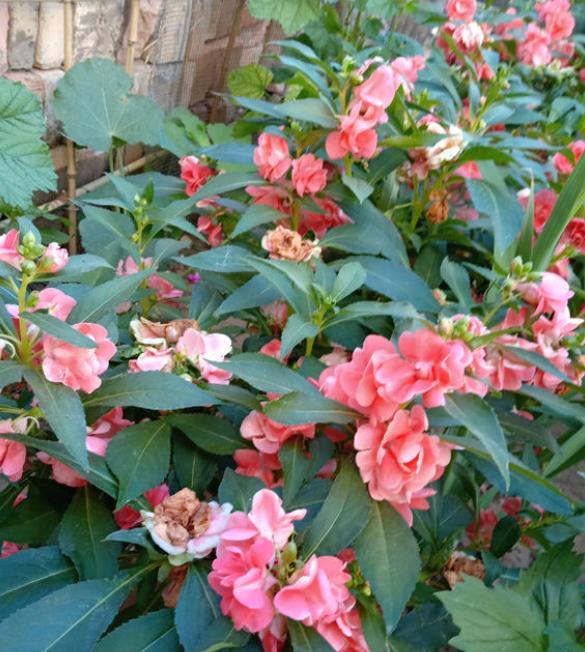 凤仙花盆栽养殖方法地栽,凤仙花种植小盆栽