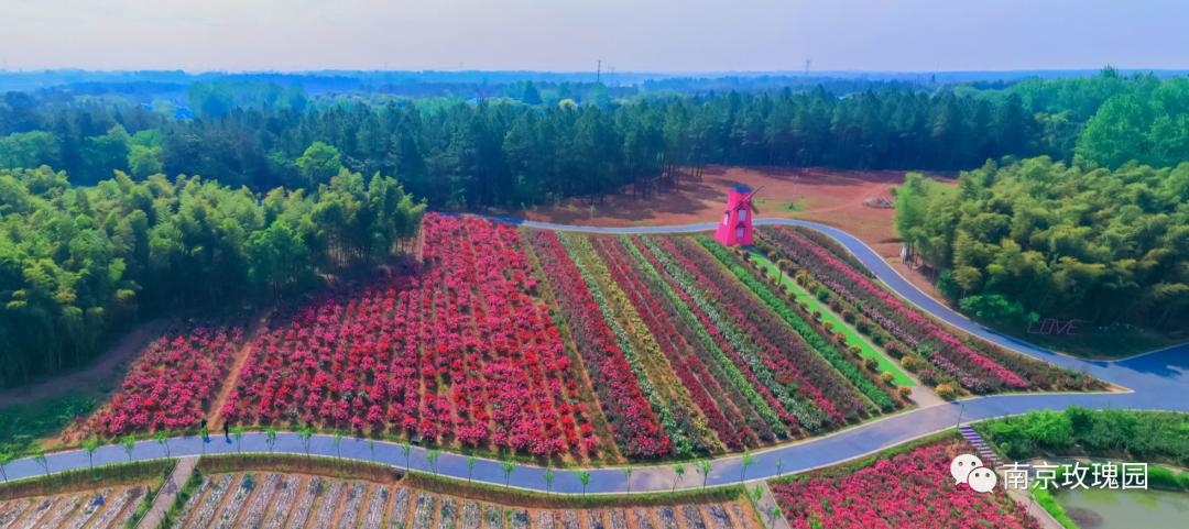 南京溧水千亩玫瑰,南京玫瑰园千亩花海迎来盛花期