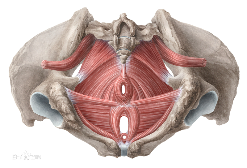 赶紧练这几个拉伸训练动作,掌握这些方法让你产后精神抖擞