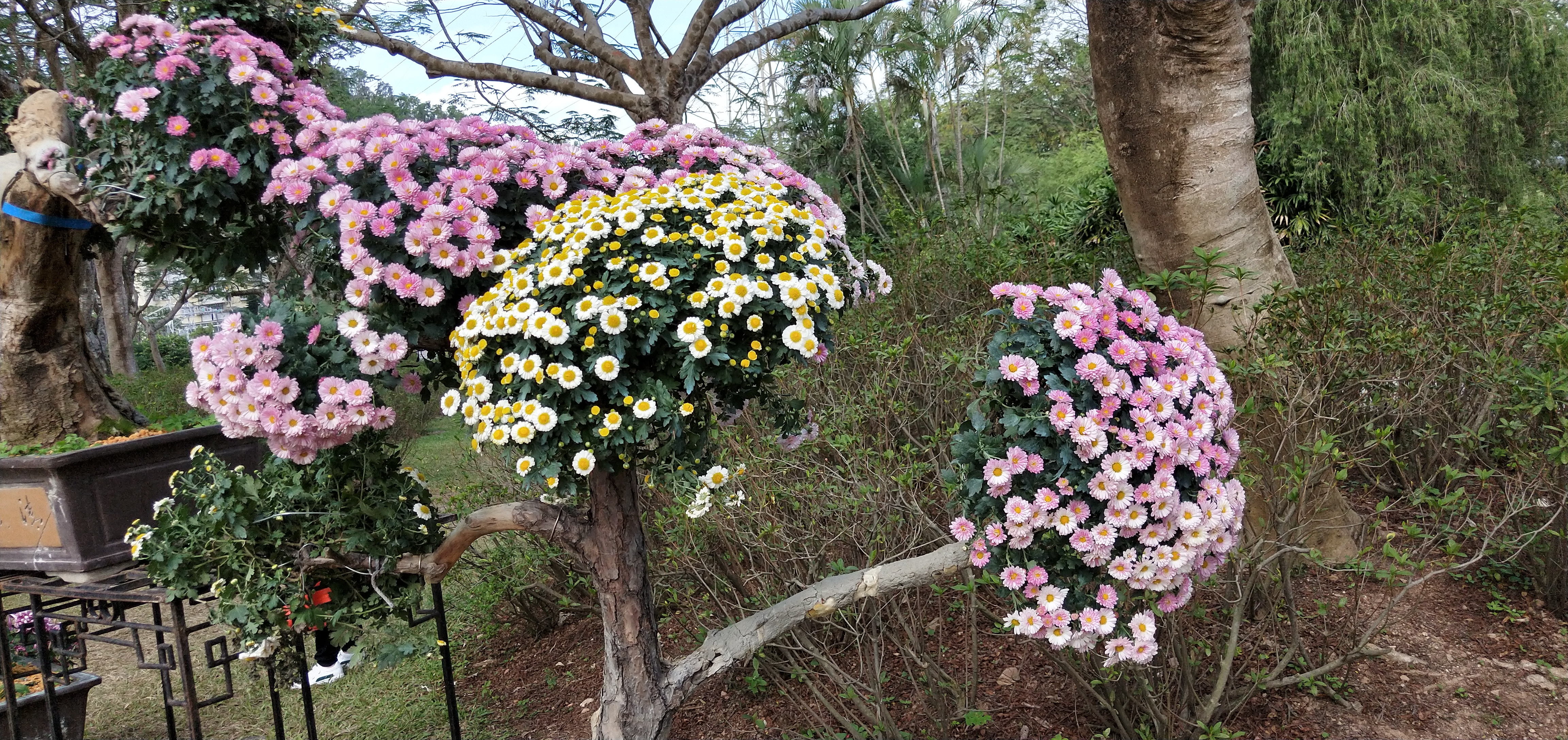 东湖公园菊花花展时间2021,深圳东湖荷节花展