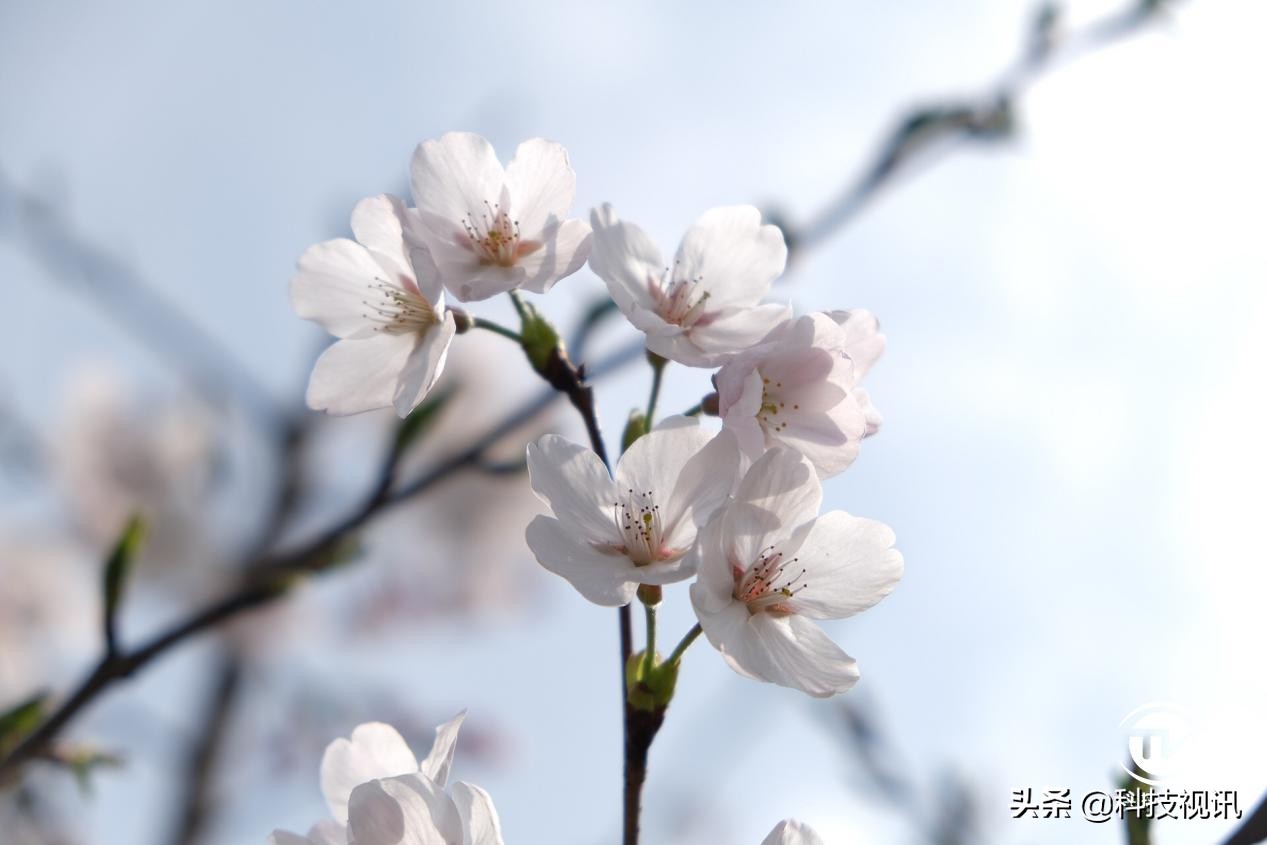 千元照片打印机横评,千元以内性价比高的打印机推荐