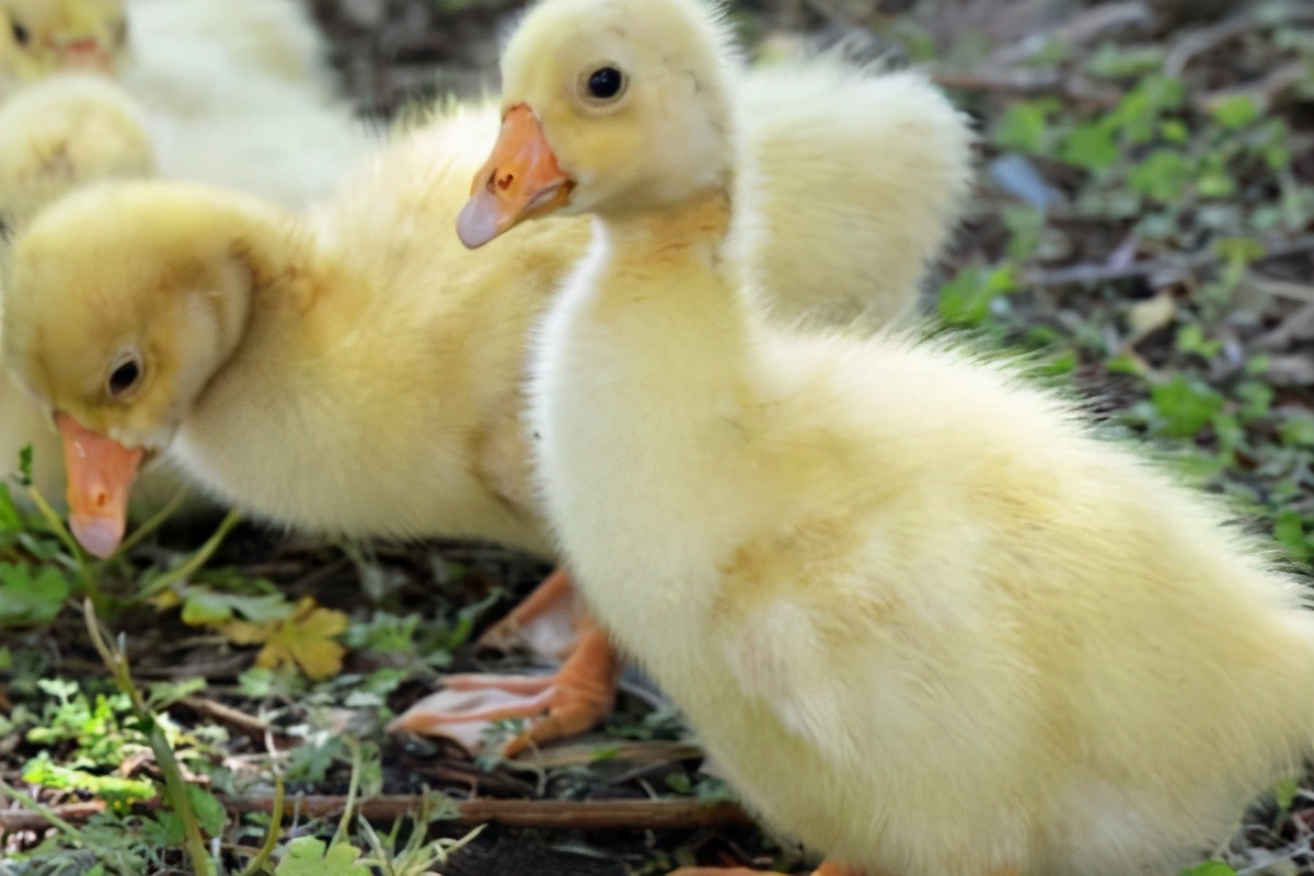 鹅拉绿色粪便是什么原因,大鹅拉白色绿色稀粪是什么原因