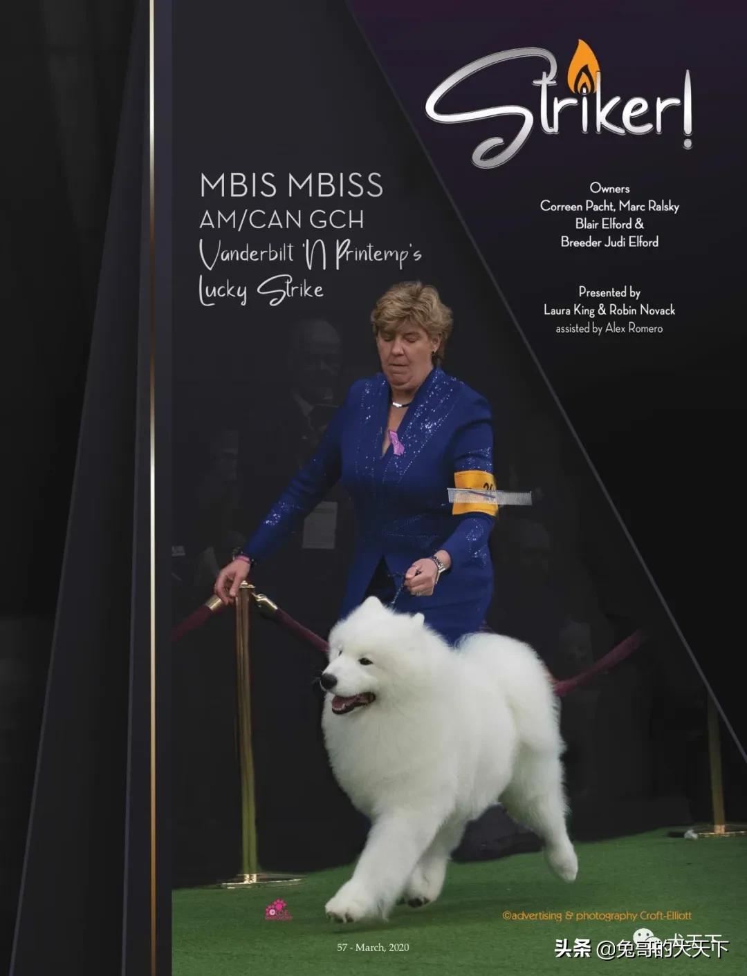 akc柴犬,2022年美国akc犬展冠军