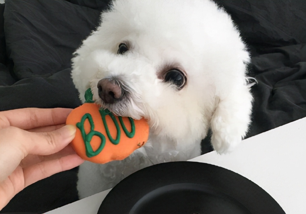 母泰迪几个月来月经？体质不一样时间也不一样，一样的是注意护理