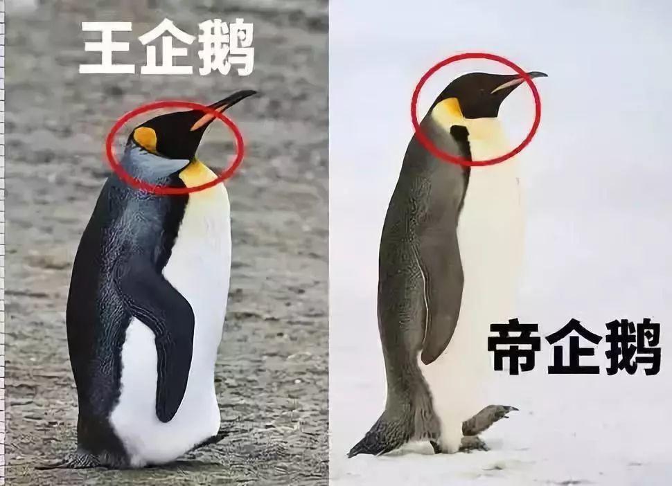 炸裂9.9,BBC再出神片,美得让人脸红