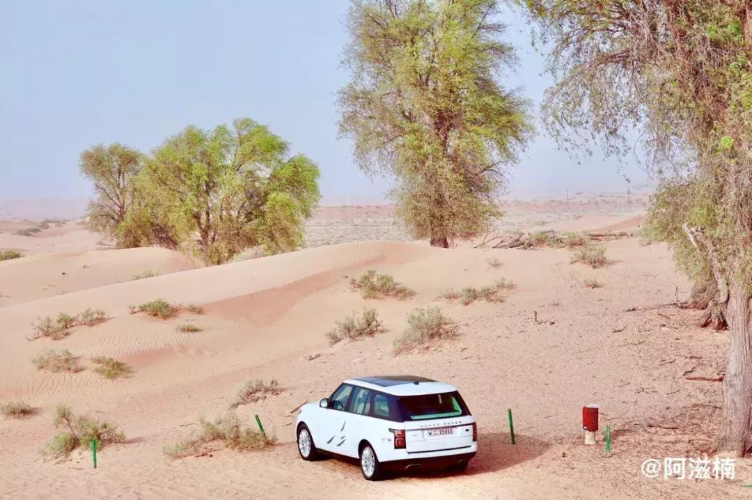 迪拜沙漠之旅景点攻略大全,沙漠里的奇迹迪拜