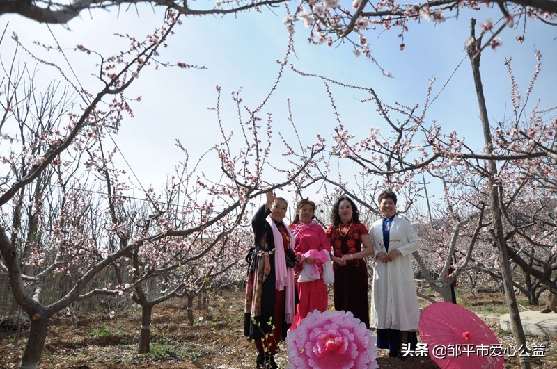 邹平黛溪张高杏花节直播,张高杏花节开幕式完整版