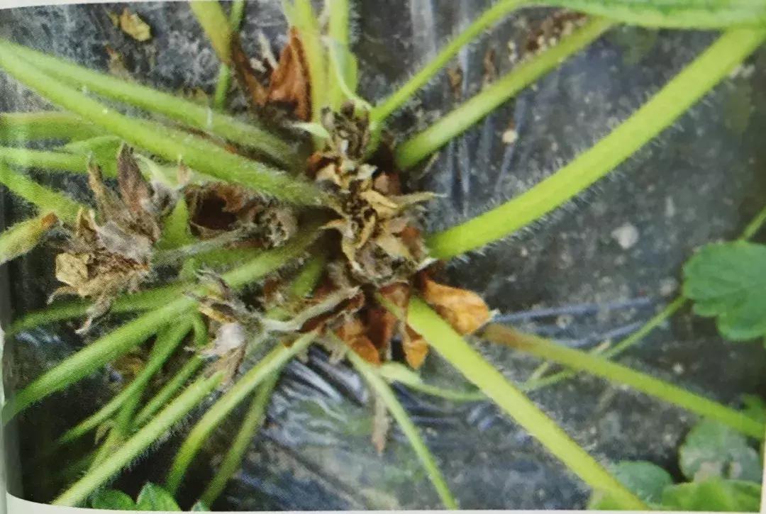 草莓土壤有水但是叶子枯怎么办,草莓叶子发黑发枯怎么回事