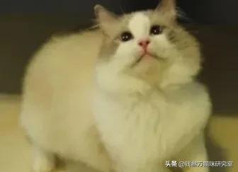 怎么能让猫毛有光泽,如何让猫毛光滑漂亮