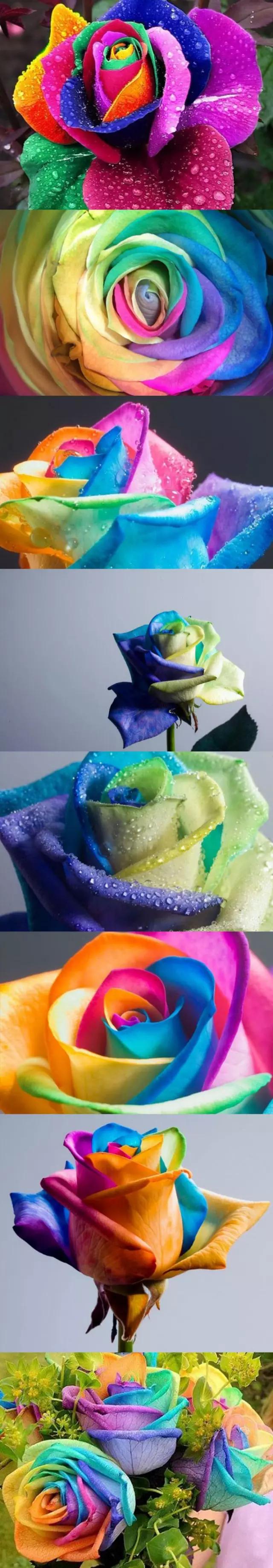 有颜色的玫瑰是怎么做出来的,白玫瑰怎么做七彩玫瑰