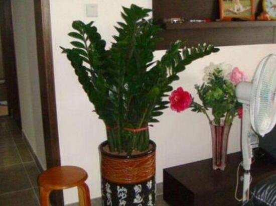 金钱树烂根了怎么急救,金钱树烂根以后怎么补救