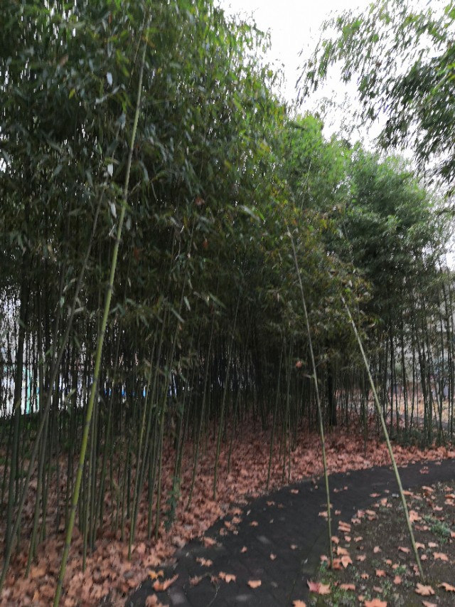 疫情时期的奇怪现象,疫情期间奇怪天气现象