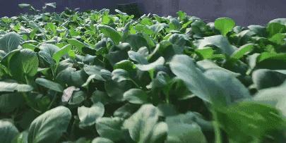 食材的故事,食材的故事500个