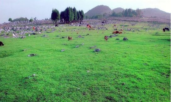 2020重庆马拉松比赛现场直播,重庆千野草场音乐节