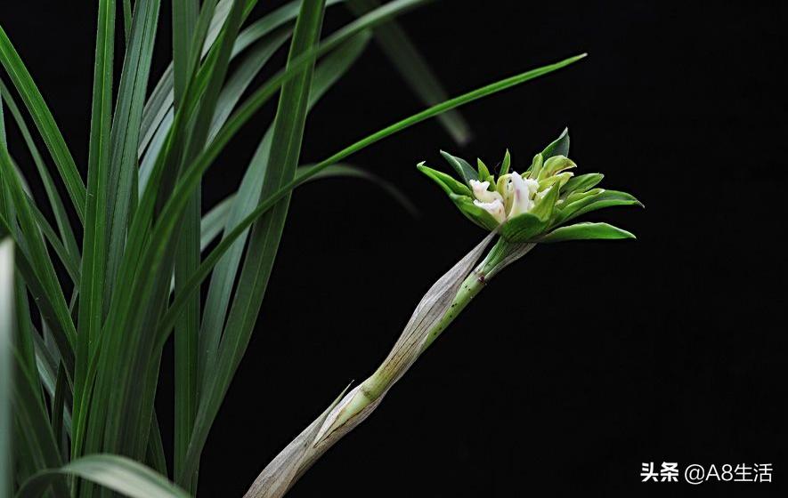 中国兰花名品录,春兰兰花名品大全