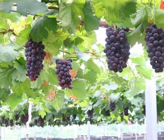 葡萄怎么挑选又甜又好,如何挑选又甜又好的葡萄