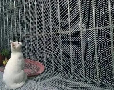 我的猫掉下楼死了怎么办,我的猫跳楼死了