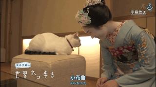 吸猫最高境界图片,吸猫最高境界完整视频