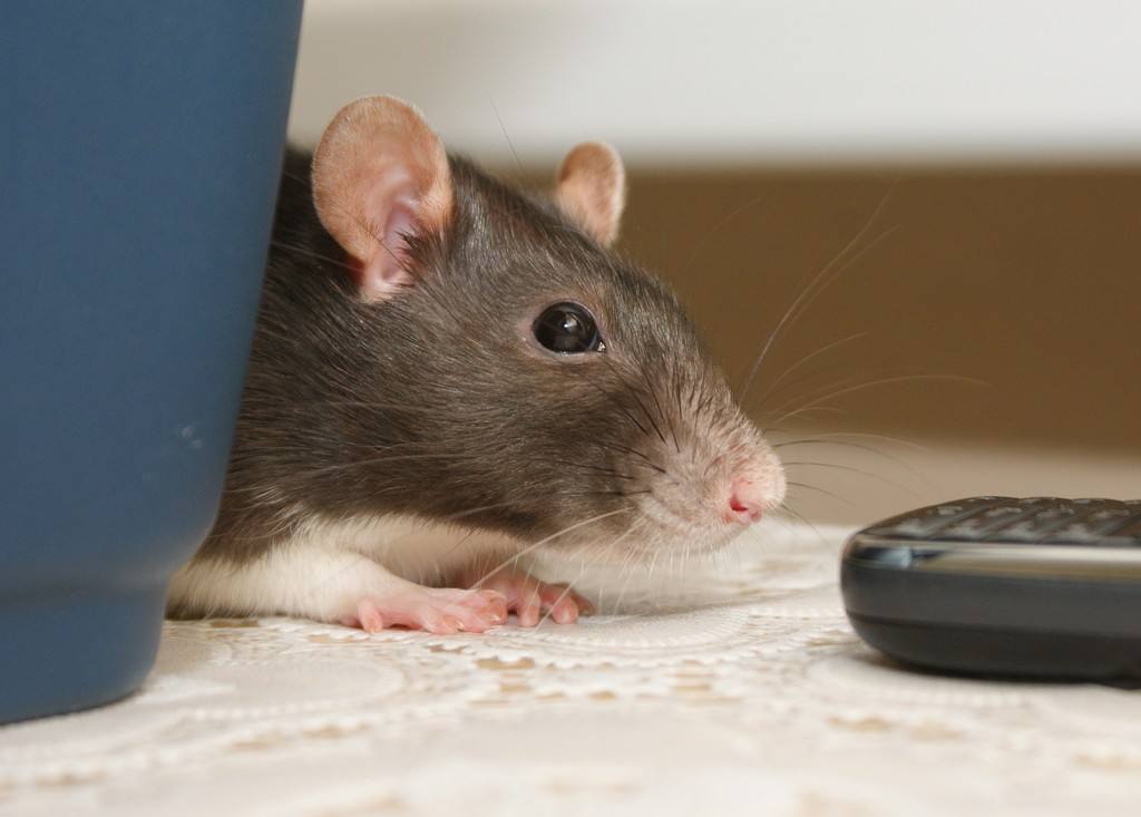 猫交配时，为什么叫声凄惨？公猫为什么要咬母猫的后颈？