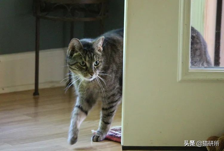 脚气传染猫咪 (猫咪脚气一般什么症状)