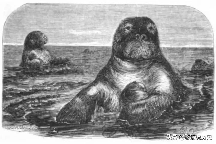 海里的哺乳动物是如何喂奶,海洋哺乳动物是怎么呼吸的