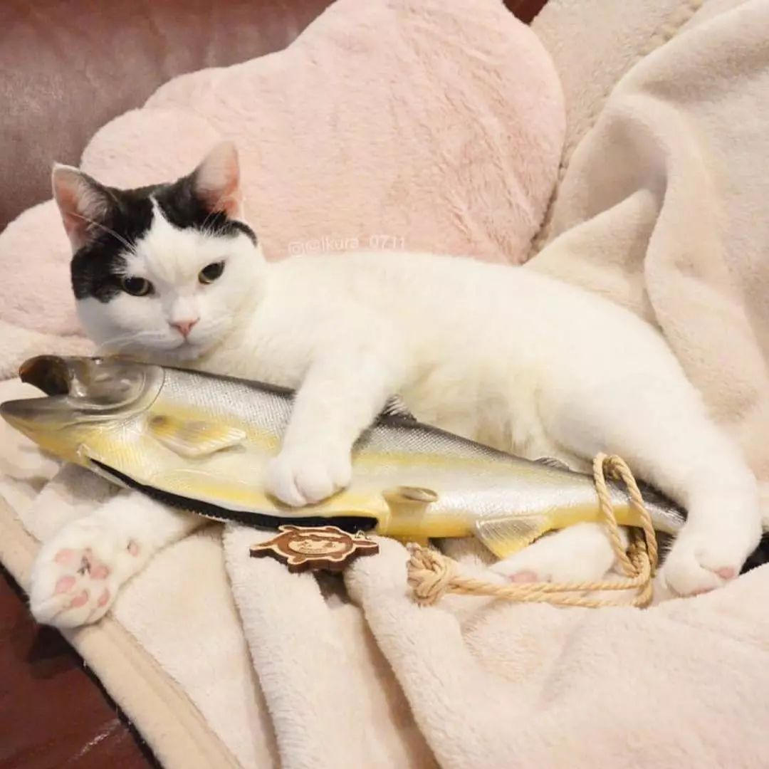 猫是液体的证据找到了吗,猫难道真的是液体吗