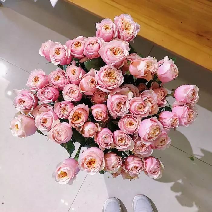 花店常用玫瑰花品种大全,一篇文章带你认识三亚40种花