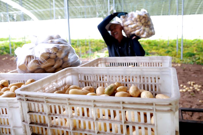 土豆高产秘诀,土豆高产技巧