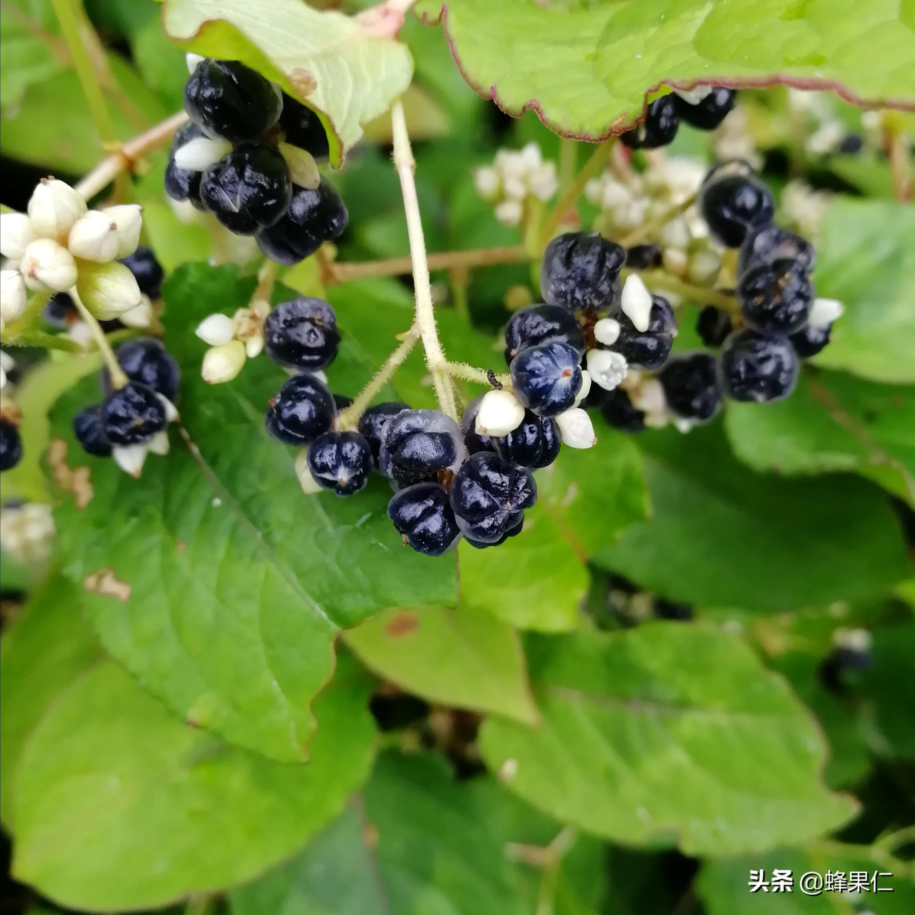 农村的所有野果,农村常见50种野果