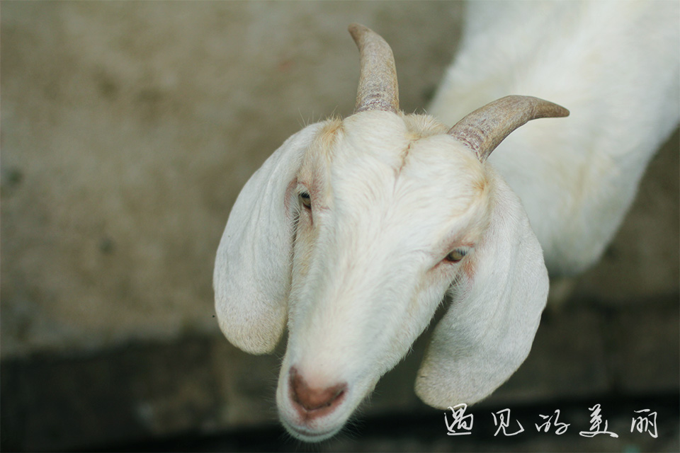 百万葵园有多坑,百万葵园免门票