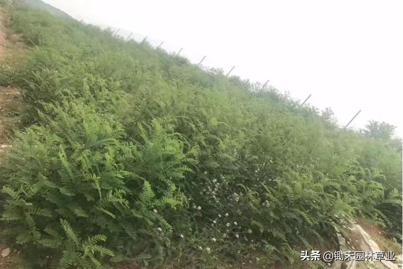 适合盐碱地的植物有哪些,绿化草耐旱品种