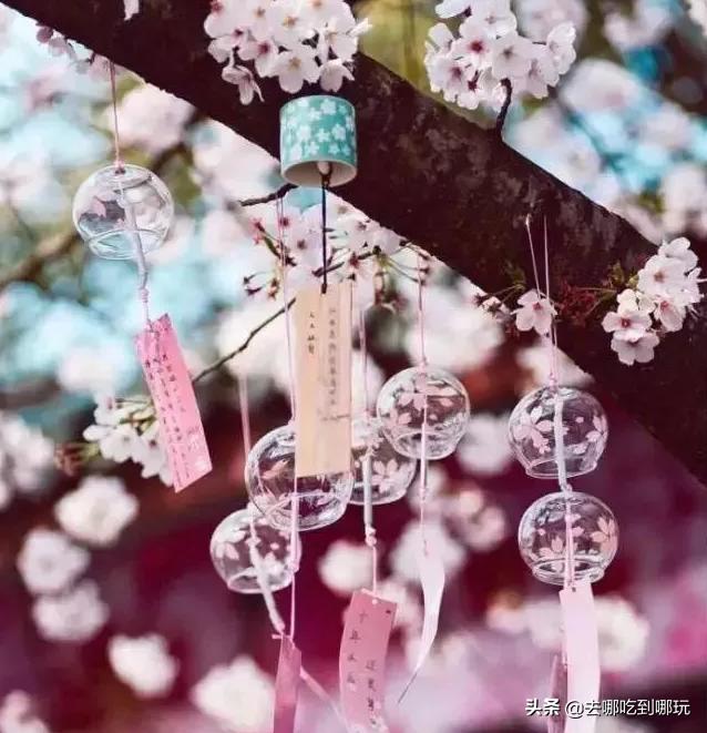 最新元旦增城大埔围花海门票,增城大埔围花海樱花节门票