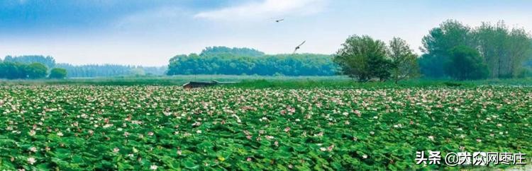 滕州湿地红荷节开幕式,第十九届滕州微山湖红荷节开幕