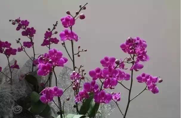 极品中的精品兰花,带你回忆天价兰花蕙兰篇