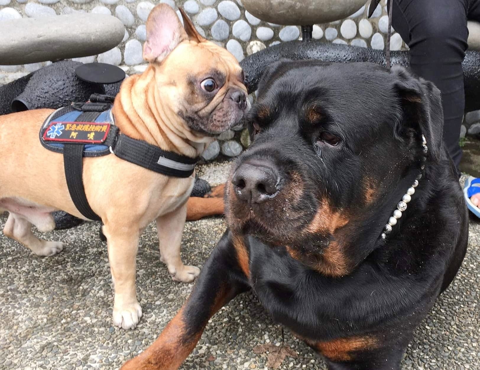 罗威纳犬被打,罗威纳挑衅斗犬