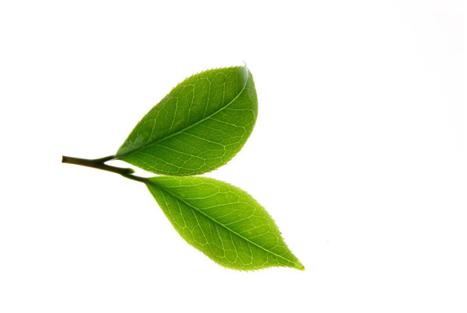 网上几十元的铁观音是真的吗,网上几十元的茶叶怎么样