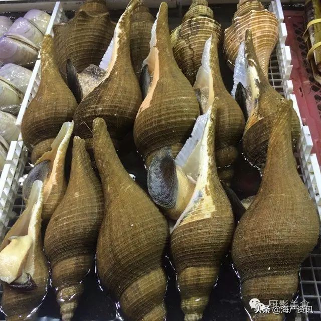 这些诱人的美食你吃过吗,世界上顶级海鲜大全你吃过几种