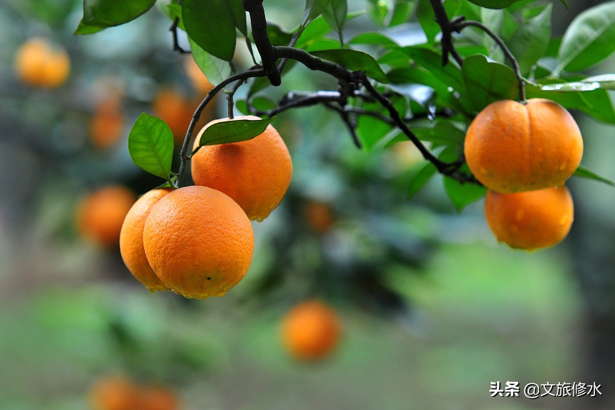 江西省最大县是哪里,江西省最大的十个县