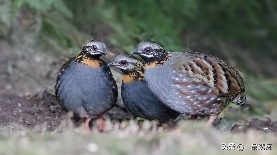 鸟类名字生僻字,带有鸟字的生僻字