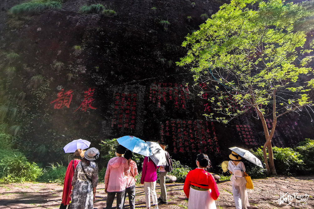 每克卖一万，这几株岩壁上的大红袍茶树，堪称武夷山的镇山之宝
