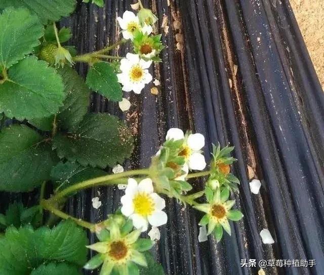 低温冷害对草莓的伤害有哪些,草莓低温受冻了