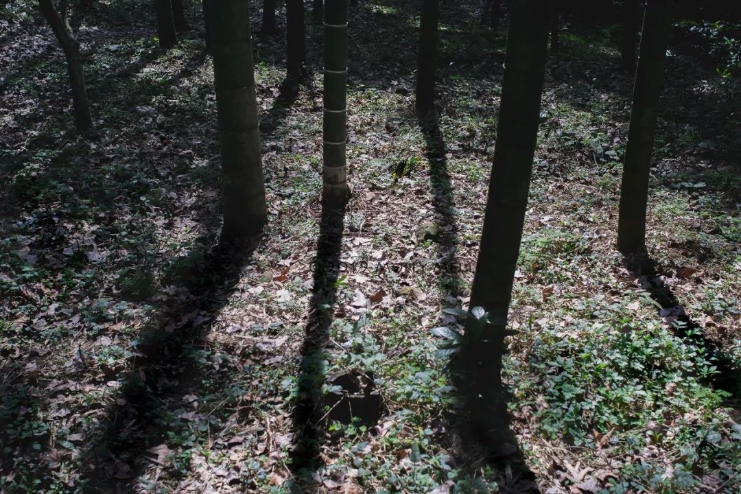 康泰时f2镜头评测,康泰时contaxg21f2.8镜头