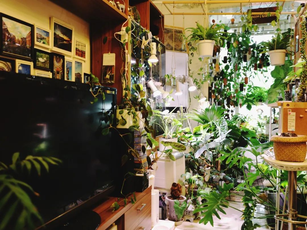 没花园怎么种花？从东北到广东，4位大神在室内种出植物园，绝美