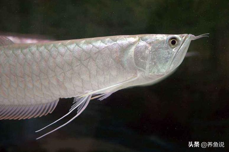 普通银龙鱼怎么养白得快些,银龙鱼怎么养及喂养技巧专家回答
