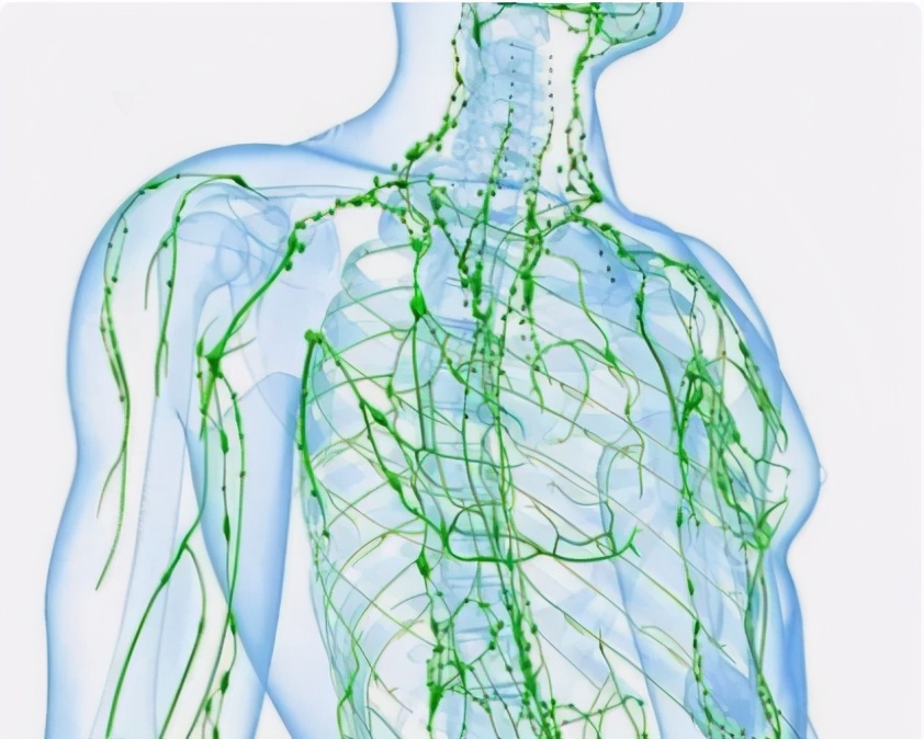 一分钟了解血液循环,一分钟了解气血