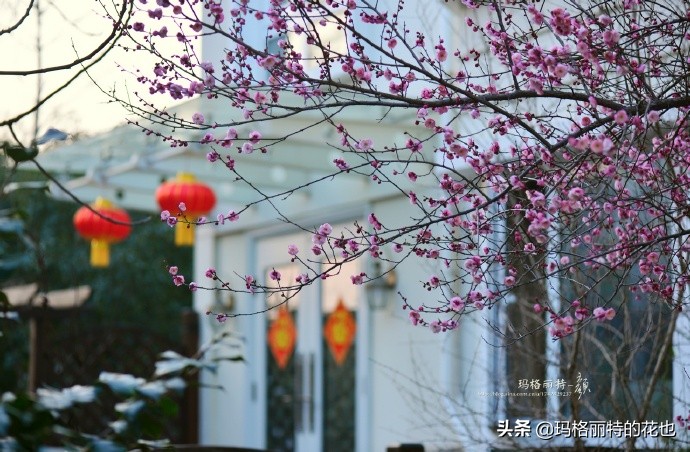 历史悠久的十大名花（海量美图），你选哪个做国花？