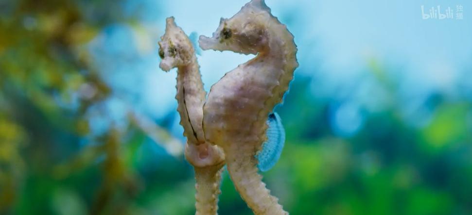 9.9恋爱游戏,9.9分恋爱番