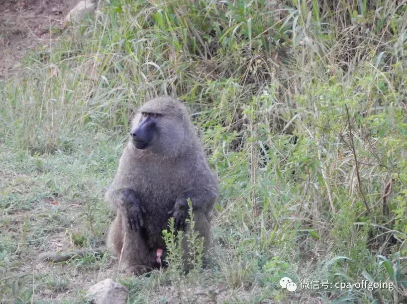 这个野奢的国度,欧美、日韩人都爱去,为何我们国家没人去?