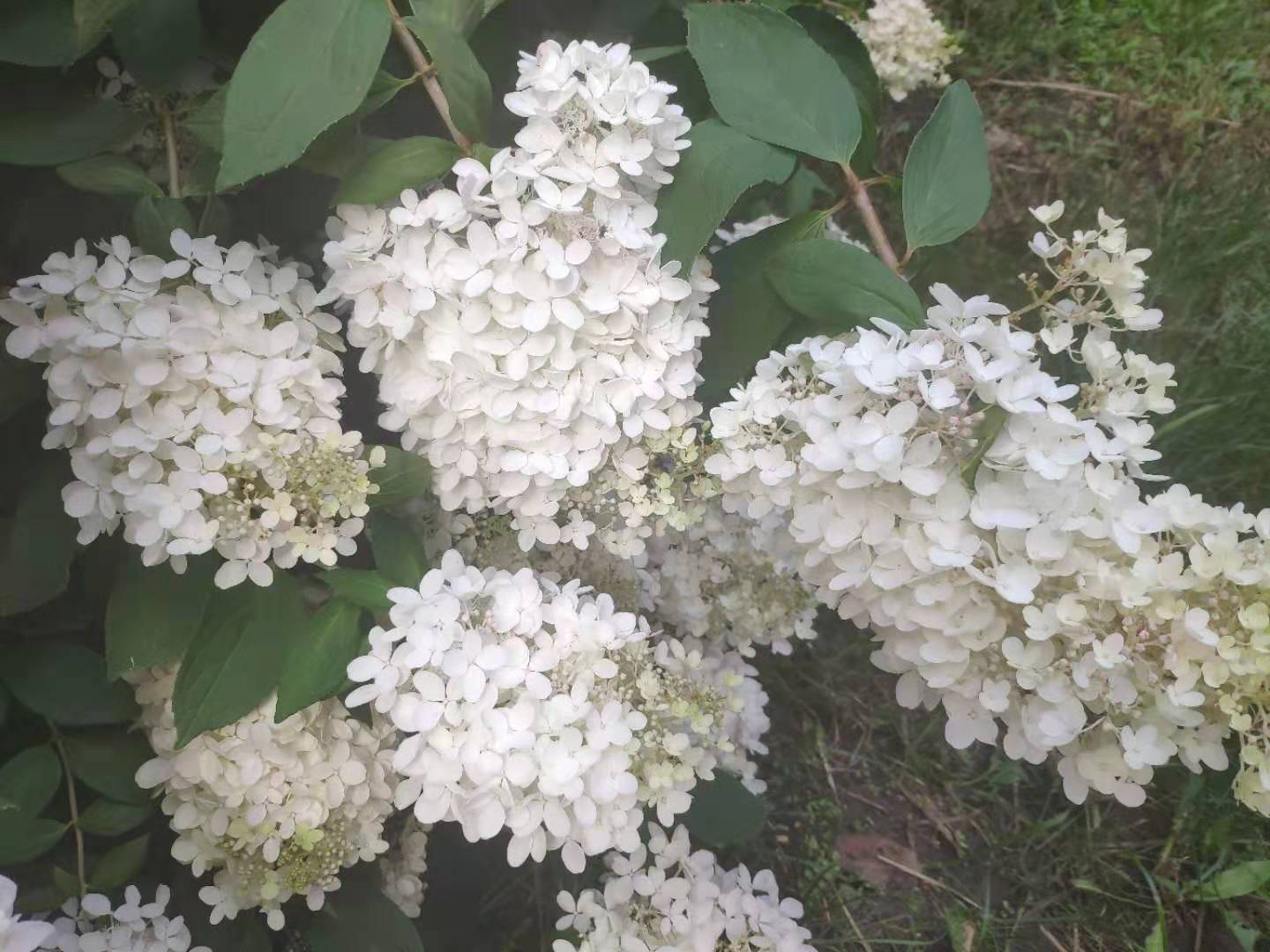 公园里的一树白色小花，簇拥在一起像绣球，味道很清香