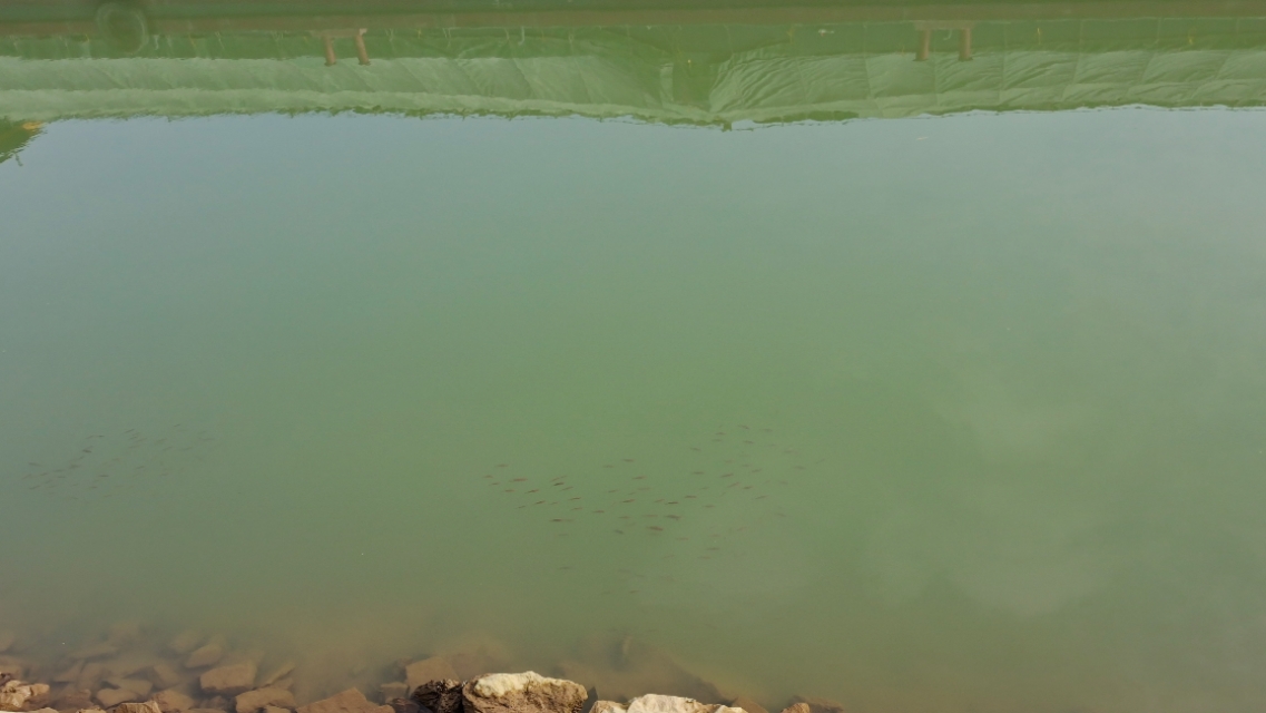 鱼把线切了鱼钩会自己掉吗,鱼线断了鱼钩在鱼嘴里会死不